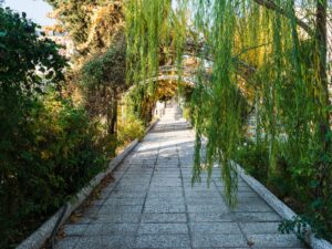 مسیر سنگ‌فرش شده در باغ ویلا با درختان بید مجنون و پوشش گیاهی سرسبز در اطراف